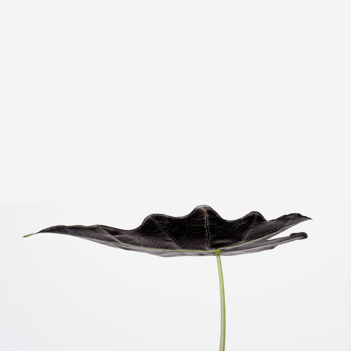 Minimalist Leaf