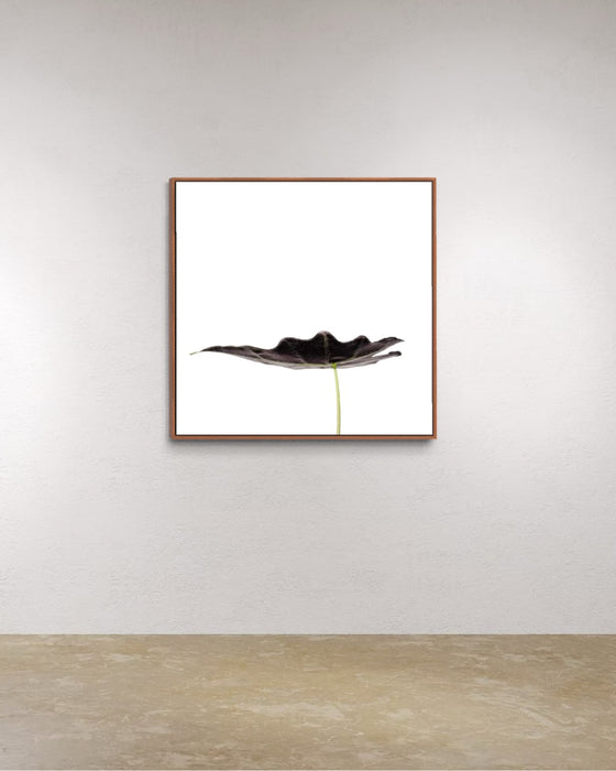 Minimalist Leaf