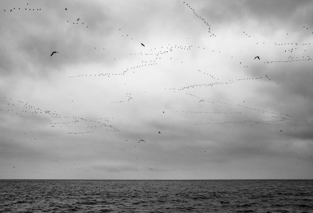 Migration Lines