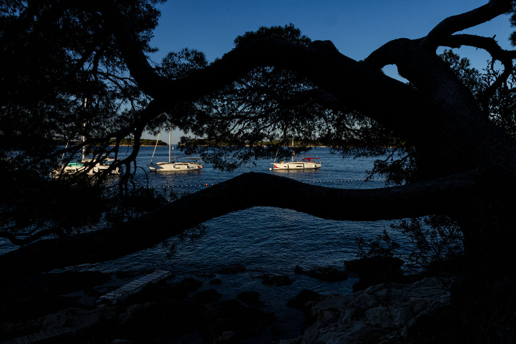 The Bough, fine art photograph by WESDEN Studio