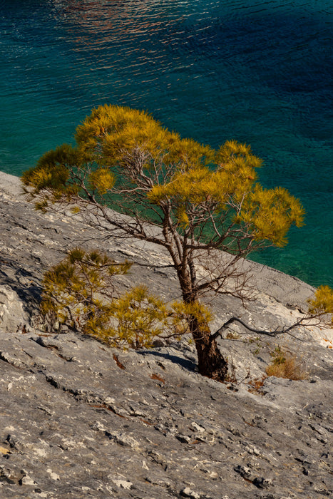 Rooted in Stone, fine art photograph by WESDEN Studio