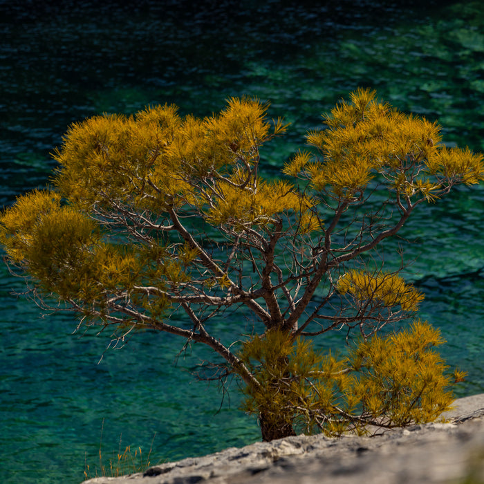 Gold on Green, fine art photograph by WESDEN Studio
