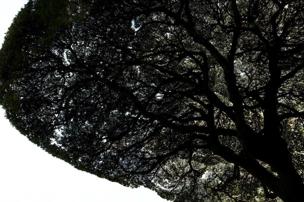 Living Canopy
