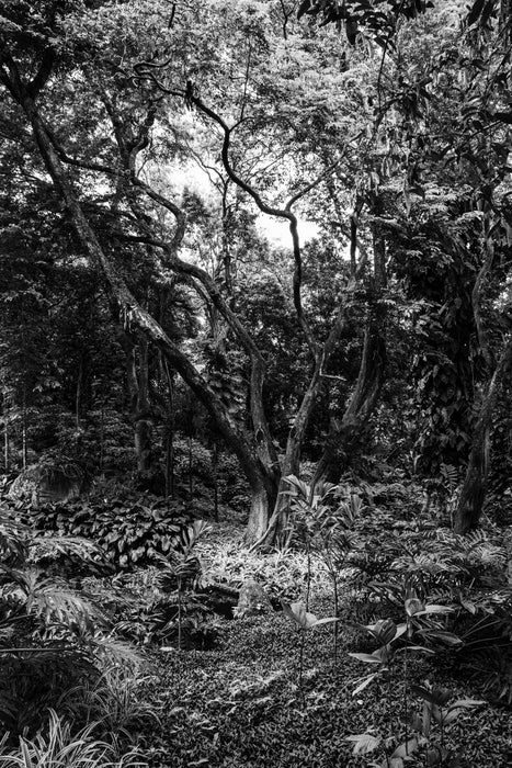 Whispers of the Rainforest