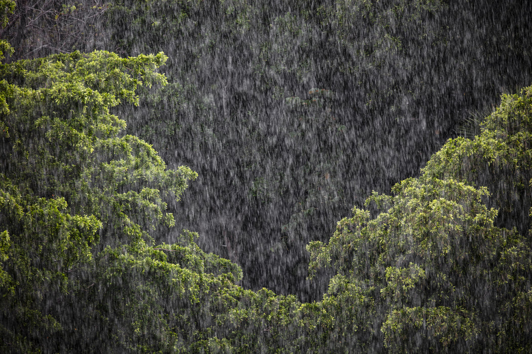 Rain Song