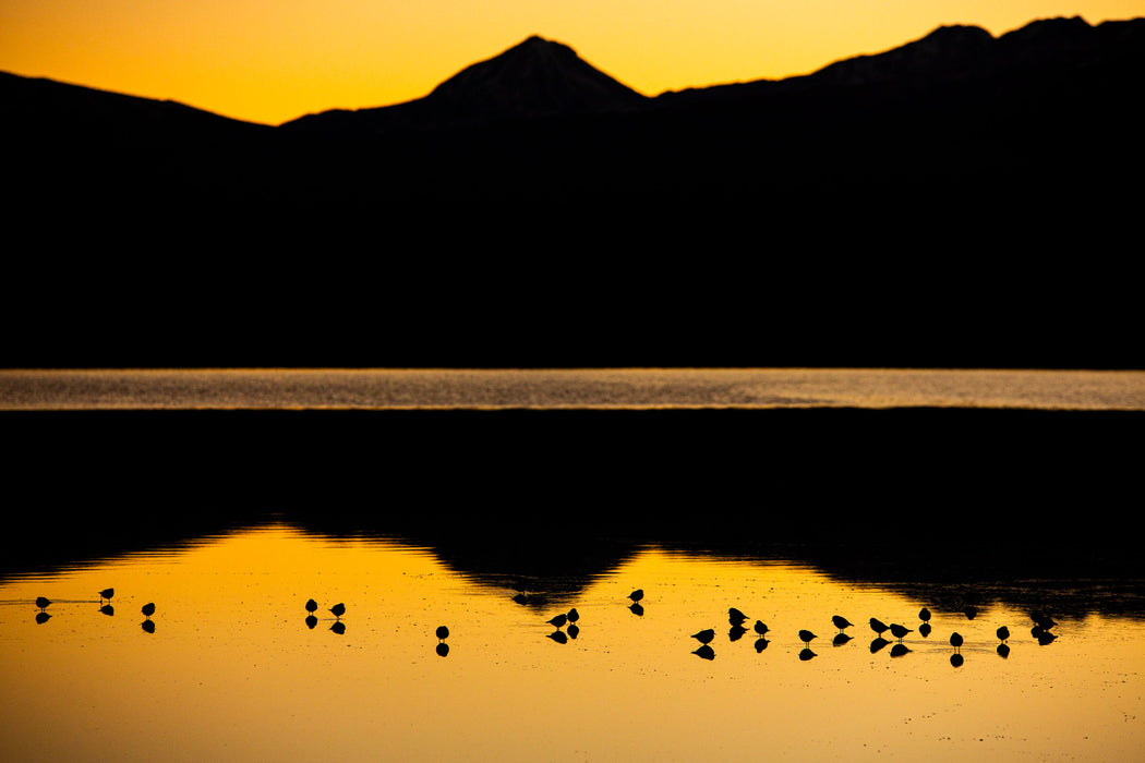 Evening Congregation, fine art photograph by WESDEN Studio