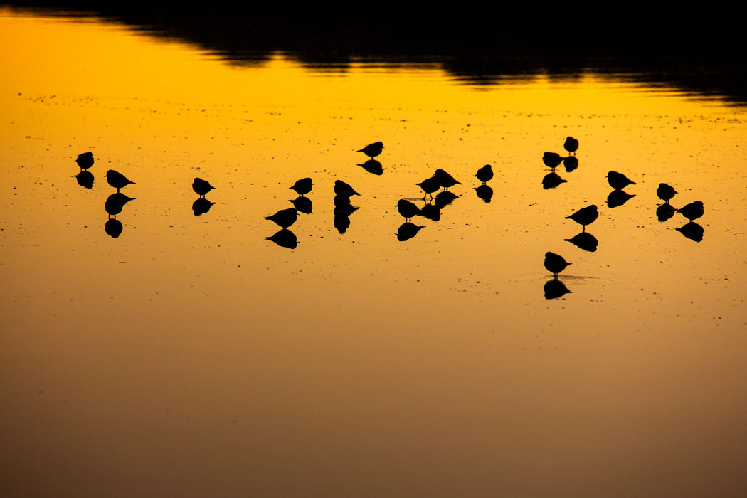 Company of Shadows, fine art photograph by WESDEN Studio