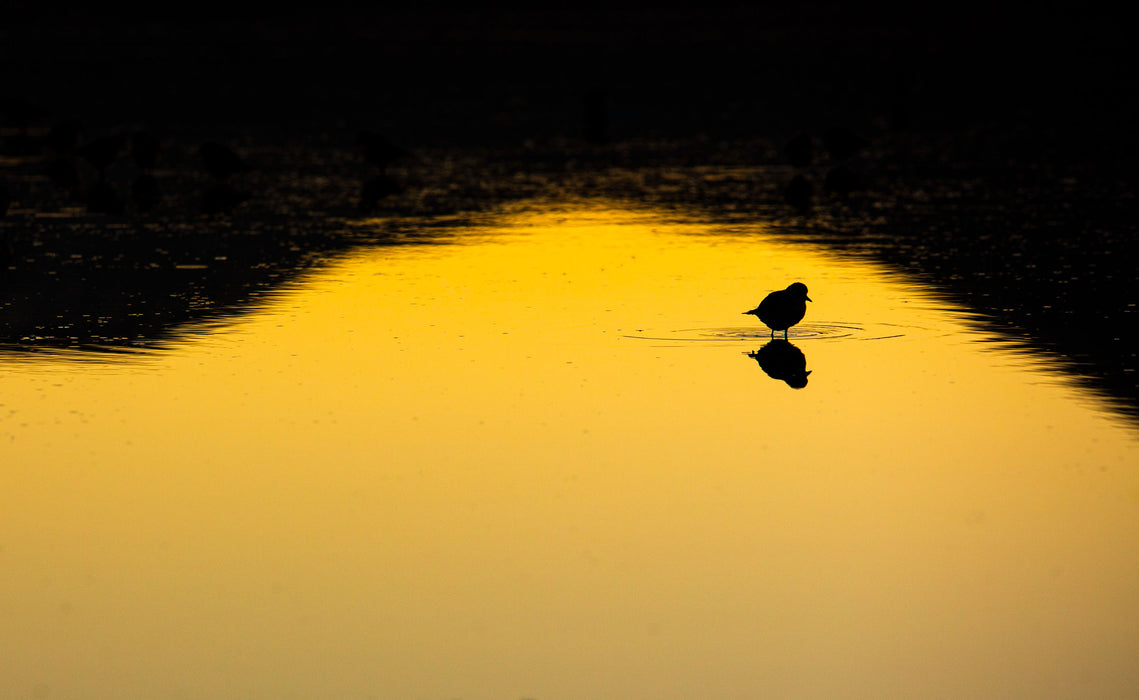 Alone in Gold, fine art photograph by WESDEN Studio